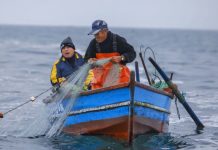 PRODUCE plantea veda del bonito desde noviembre y pesca exploratoria de hasta 6.000 toneladas pesca de bonito